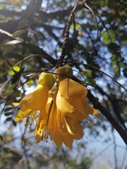 Sophora cassioides