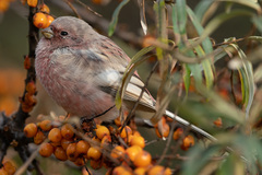 Carpodacus sibiricus