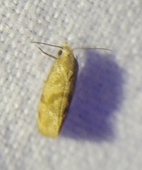 Platphalonidia magdalenae