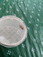 Metasyrphus