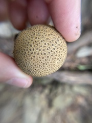 Scleroderma citrinum