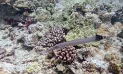 Aulostomus chinensis