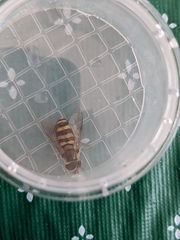 Metasyrphus