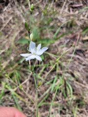 Chlorophytum galpinii