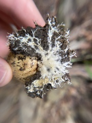 Scleroderma citrinum