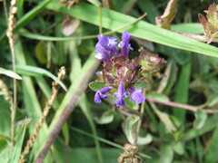 Prunella grandiflora