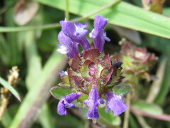 Prunella grandiflora