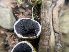 Scleroderma citrinum