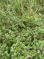 Mentha × piperita