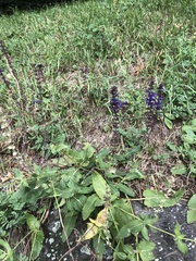 Salvia pratensis