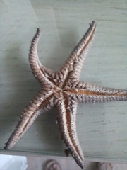 Astropecten