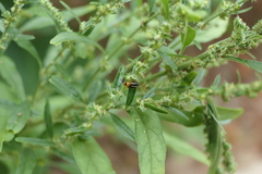 Disonycha glabrata