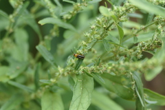 Disonycha glabrata