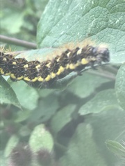 Acronicta oblinita