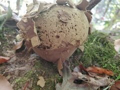 Lycoperdon utriforme