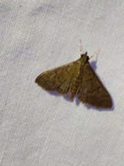 Herpetogramma phaeopteralis