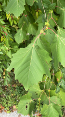 Platanus occidentalis