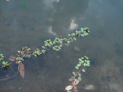 Ludwigia peploides glabrescens