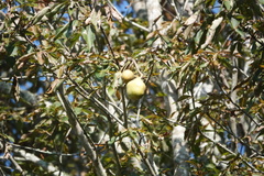 Juglans nigra