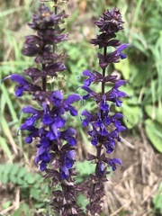 Salvia pratensis