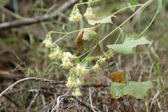 Brickellia grandiflora