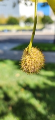 Platanus occidentalis