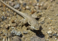 Microlophus occipitalis