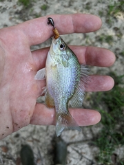 Lepomis aquilensis