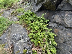Polypodium vulgare