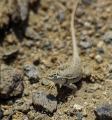 Microlophus occipitalis