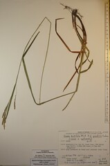 Carex × sullivantii