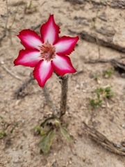Adenium multiflorum