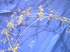 Oncidium abortivoides