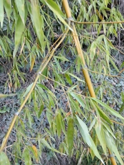 Phyllostachys