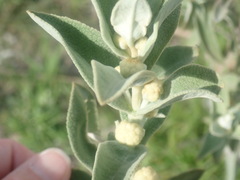Buddleja