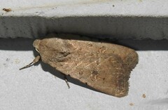 Caradrina montana