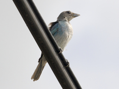 Thraupis glaucocolpa