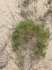 Dichanthelium aciculare