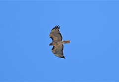 Buteo jamaicensis calurus