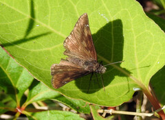 Erynnis baptisiae