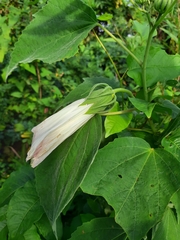 Hibiscus lasiocarpos