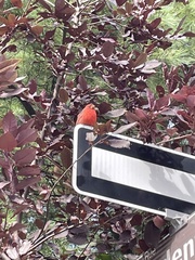 Cardinalis cardinalis