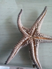 Astropecten
