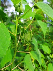 Hibiscus lasiocarpos