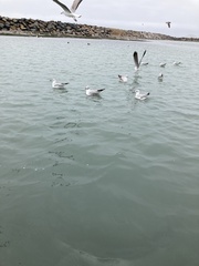 Chroicocephalus cirrocephalus