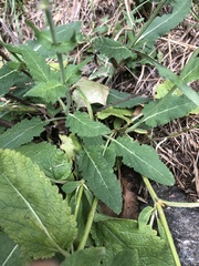 Salvia pratensis