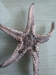 Astropecten