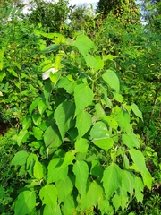 Hibiscus lasiocarpos