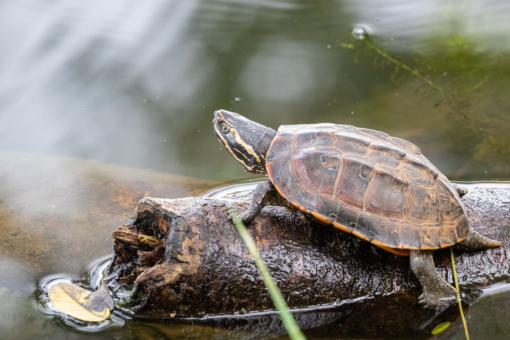 Photo by Vincent Romera