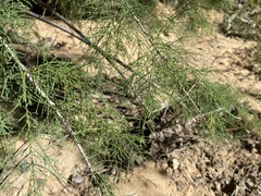 Tamarix chinensis